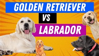 Golden Retriever Vs Labrador Retriever In Hindi [upl. by Acimad756]