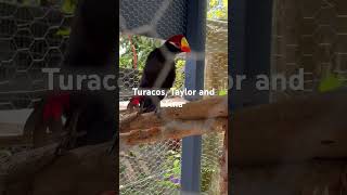 Turacos  can’t believe they are so relaxed [upl. by Shiff]