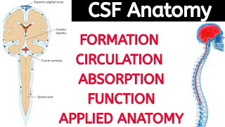 CSF Anatomy  Formation Circulation Absorption Function Applied Anatomy  Being Doctor [upl. by Nilkoorb369]