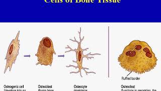 General Histology  Bone cells bone matrix periosteum amp endosteum  types of bones [upl. by Ikcin]