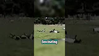 Fainting Goat Worlds Most Entertaining Livestock [upl. by Atnomed]