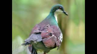 Gallicolumba platenae Mindoro Bleeding heart [upl. by Anegue]