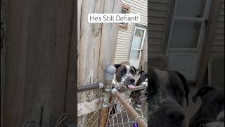 He’s still Defiant cat cute catlover animals kitten pet pitbullove funny comedy cutepet [upl. by Ihcekn]