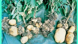 Chytridiomycota  Synchytrium endobioticum  Potato wart disease  classes of fungi HarumkiAmma [upl. by Yaeger]