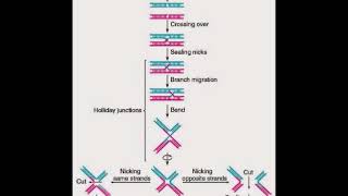 Bioquimica molecular Biología molecular 13 Recombinación ADN o DNA [upl. by Argent]