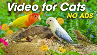 8 Hour Relaxing For Cats The Ultimate Bird Watching for Cats  CatTV Central [upl. by Ahseiyk]