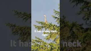 It has a long neck right Please suscribe nature wildanimals wildlife shorts animals [upl. by Zelten898]