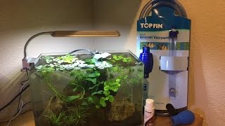 HOW TO MAKE AN AFRICAN DWARF FROG TANK  care [upl. by Llednar]