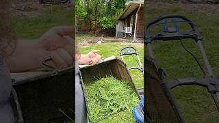 Grass Clippings as a Natural Weed Killer [upl. by Ledniahs]