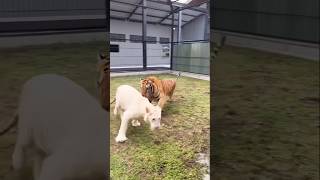 Tiger vs dogs fight tigerdog animals tigerfamily dog tiger tigercat [upl. by Kelwin]