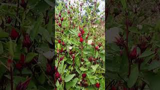 Roselle plants villageyoutubeshorts fruit roselle villagelife newfoodvlog viralshorts trend [upl. by Inor124]