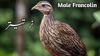 Male Francolin  francolin breed  male francolin information  francolin variety [upl. by Kirby755]