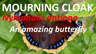 Our Amazing Mourning Cloak Butterfly Nymphalia antiopa in less than 2 Minutes [upl. by Bastien]