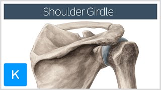 Shoulder Pectoral Girdle  Muscles and Movements  Human Anatomy  Kenhub [upl. by Durtschi763]