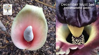 December Must See  Amorphophallus bulbifer  Snake Lily [upl. by Phemia679]