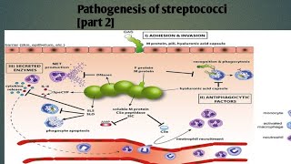 Pathogenesis of streptococci  part 2  levinson Microbiology [upl. by Ahsil]