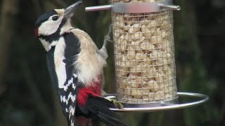 Vögel und ihre Stimmen  Buntspecht [upl. by Rolf894]