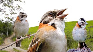 Vários Tico ticos cantando ao vivo na natureza para estímulo de canto e de casais para reprodução [upl. by Batchelor]