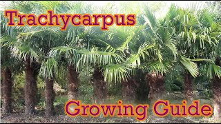 Trachycarpus  Hardy Palm Growing Guide  Chusan Palm [upl. by Barbey]