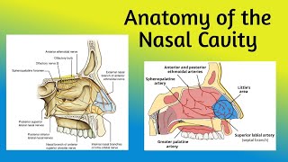 Anatomy of the nasal cavity  Boundaries Vestibule Nasal cavity proper [upl. by Ruosnam]