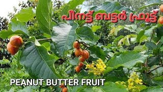 പീനട്ട് ബട്ടർ ഫ്രൂട്ട് 2022  Peanut Butter Fruit 2022  V GREEN [upl. by Olraced]