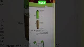 PLANT GROWTH AND DEVELOPMENT locations of root amp shoot aplical meristem amp vascular cambium neet [upl. by Hew613]