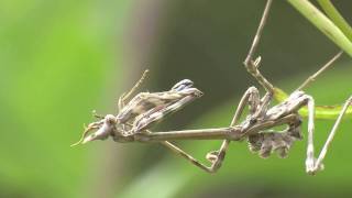 Conehead mantis Empusa Pennata [upl. by Eta]