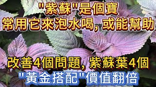 「紫蘇」是個寶，常用它來泡水喝，或能幫助改善4個問題，紫蘇葉4個「黃金搭配」效果翻倍！ [upl. by Harding383]