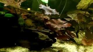 Lowtech west African aquarium  Congo river fish 450l 200x50x45cm [upl. by Eveivenej]