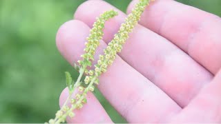 How To Identify Common Ragweed  Ambrosia artemisiifolia  Allergenic Plant [upl. by Thurber612]