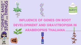 The genetics of gravitropism in Arabidopsis thaliana root development [upl. by Zela]