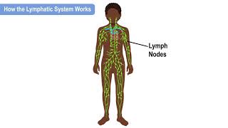 How the Lymphatic System Works [upl. by Asecnarf]