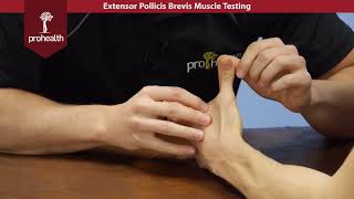 Extensor Pollicis Brevis Muscle Test Palpation Dr Vizniak Muscle Manual [upl. by Nnahteb]