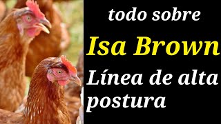 Gallina ponedora Isa Brown características ventajas y desventajas avicultura y agricultura [upl. by Keram]