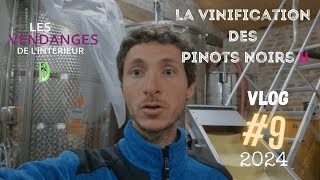 Vlog vigneron 9  changement de stratégie pour la vinification des Pinots Noirs  vendanges 2024 [upl. by Gretta]