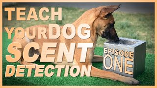 How to Teach Your Dog Scent Detection Episode 1 [upl. by Relyuhcs]