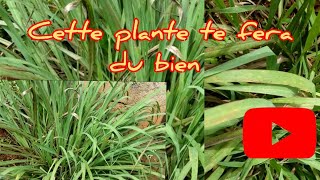 les bienfaits et vertus thérapeutiques de la citronnelle  plante naturelle astuces santé [upl. by Ehrman625]