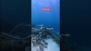 Viral Amazing Snorkeling On The World viralvideo trending travelvlognusantara [upl. by Kier]