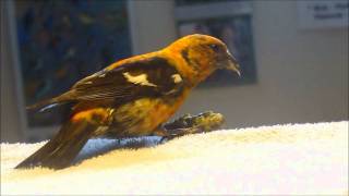 Crossbill Eating [upl. by Eli]