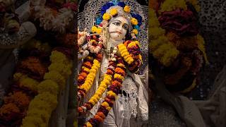 Krishna Bhajans Darshan In Vrindavan Temple l Radha Krishna Bhajan Aarti Darshan In Mayapur Temple l [upl. by Ynneh]