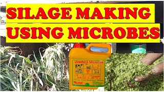 Mastering Silage Making Tips Techniques and Troubleshooting [upl. by Nehttam]