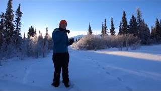 Lynx amp Snowshoe Hare in Kluane W Garfield Weston Fellow Rachael Derbyshires Research [upl. by Erodoeht]