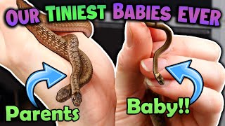 Our Smallest Snakes had BABIES [upl. by Ahsinek]