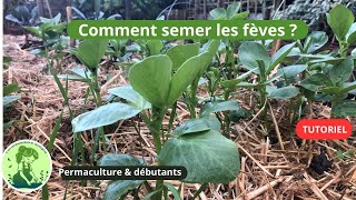 Comment semer les fèves en automne🍁TUTORIEL [upl. by Imalda]