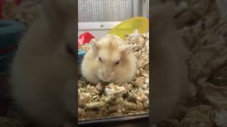 Hungry Hamster hamsters petshorts animals [upl. by Petuu]