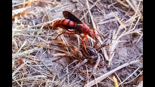 Spider Wasp Hunts Down A Wolf Spider And Drags It To Its Death [upl. by Hasen875]