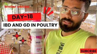 Day  18 In Poultry Farm  GD Aur IBD Ke Lakshan Dikhe Maire Poultry Farm Mai  Gumboro In Poultry [upl. by Salesin]