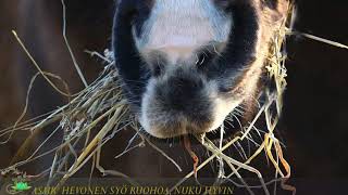 ASMR nuku hyvin hevonen syö heinää binaturaaliset aallot 145 h  Horse eating grass ASMR [upl. by Tolman]