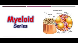 Hematology 🔤  Myeloid Series [upl. by Adnomar]