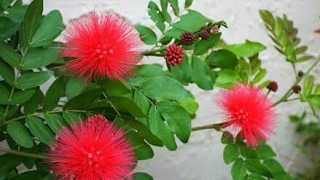 How to grow Calliandra plant care and tips  Red powder puff plant [upl. by Friedrick417]